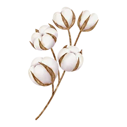 A branch with white cotton bolls against a plain background.
